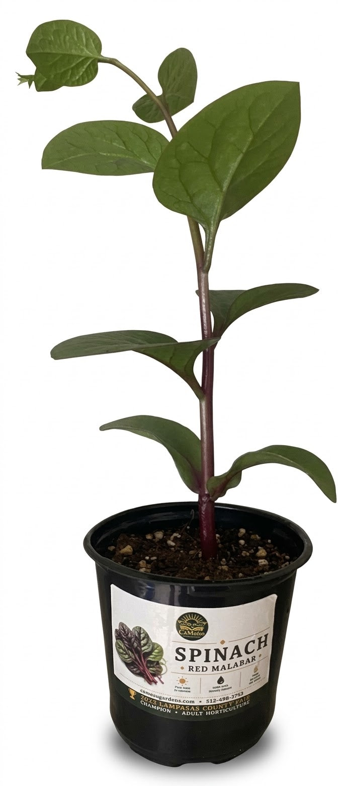 Red Malabar Spinach live plant with purple stem in CaMeSo Gardens pot on white background
