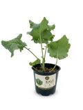 Dwarf Siberian Kale live plant in CaMeSo Gardens pot on white background