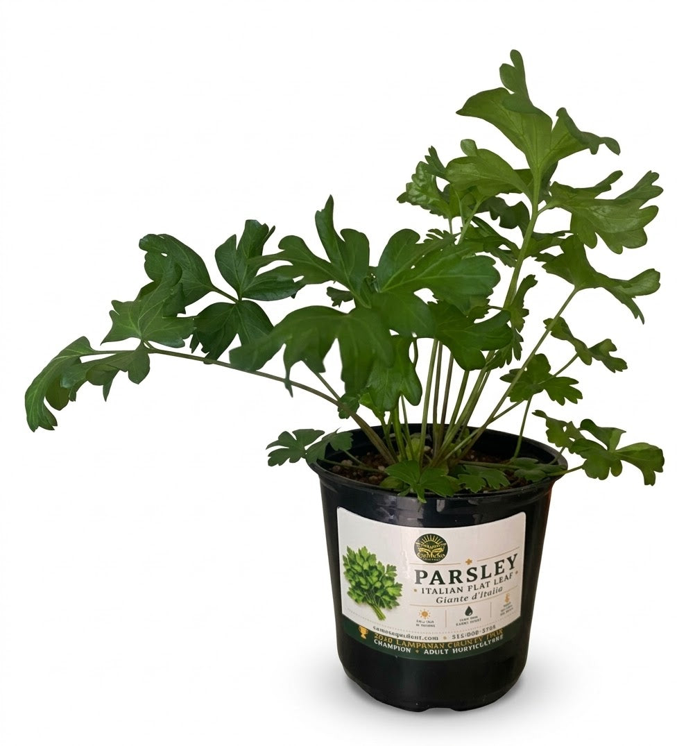 Giant Italian Flat Leaf Parsley live plant in CaMeSo Gardens pot on white background