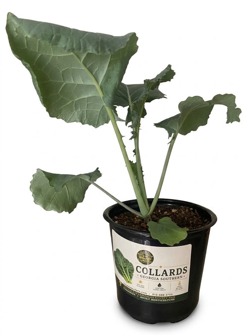 Georgia Southern Collard Greens live plant in CaMeSo Gardens pot on white background