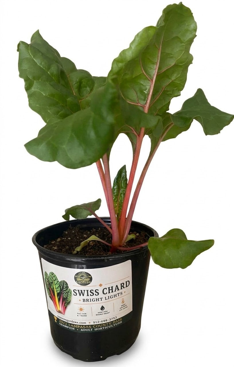 Swiss Chard Bright Lights live plant in CaMeSo Gardens pot on white background