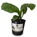 Red Giant Mustard Greens live plant in CaMeSo Gardens pot on white background