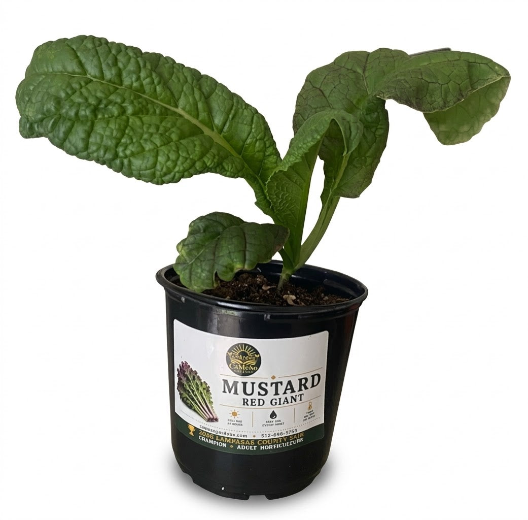 Red Giant Mustard Greens live plant in CaMeSo Gardens pot on white background