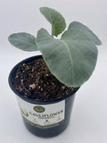 Cauliflower - Snowball