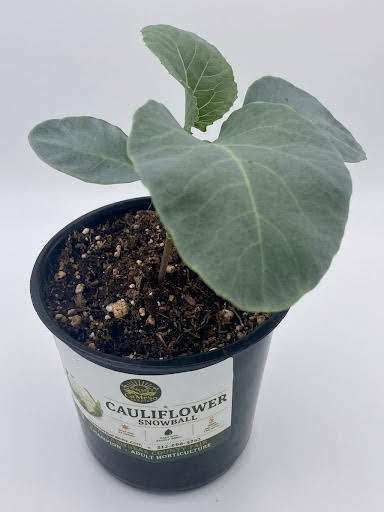 Cauliflower - Snowball