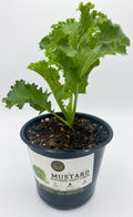 Mustard Greens - Southern Giant